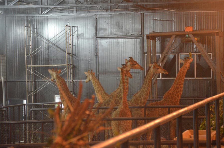 Les girafes venant d'Afrique du Sud pourront passer un hiver bien douillet au parc animalier de Kunming, la province du Yunnan du sud-ouest de la Chine, le 27 novembre 2013. La température moyenne du lieu est maintenue à 20 degrés Celsius. Vingt-trois girafes sont arrivées au parc le 26 novembre. [Photo : Hu Yongqi/chinadaily.com.cn] 