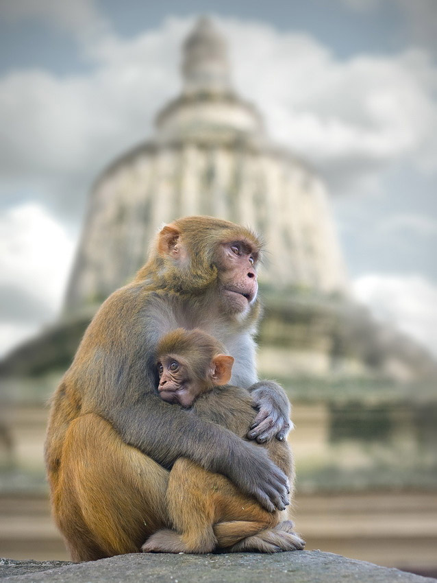 Photos : la beauté de la tranquillité chez les singes (15)