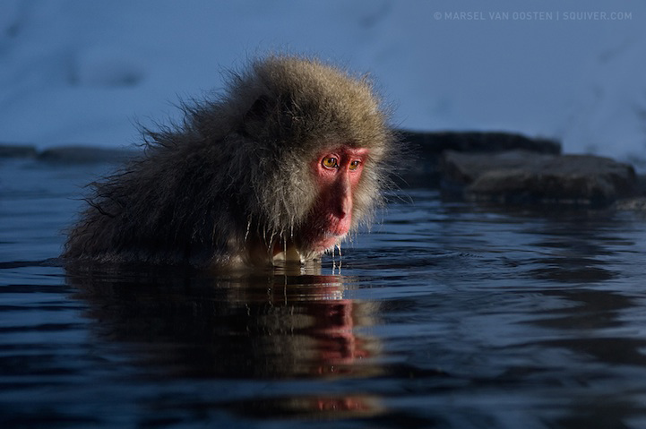 Photos : la beauté de la tranquillité chez les singes (11)