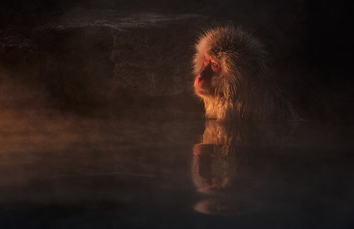 Photos : la beauté de la tranquillité chez les singes (6)