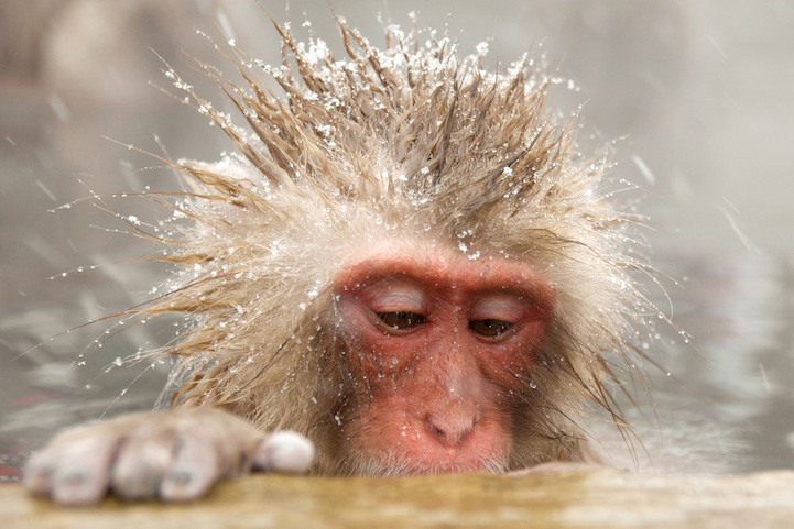 Photos : la beauté de la tranquillité chez les singes (14)