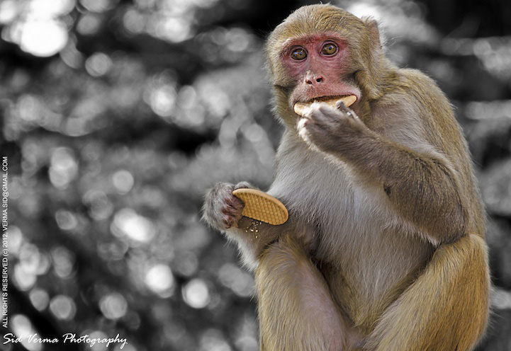 Photos : la beauté de la tranquillité chez les singes (13)