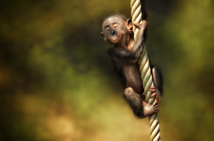 Photos : la beauté de la tranquillité chez les singes (9)