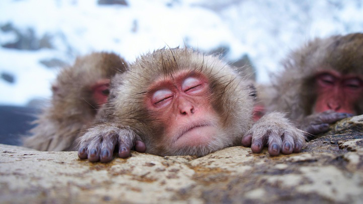 Photos : la beauté de la tranquillité chez les singes