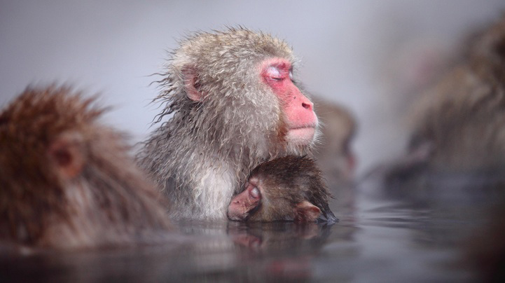 Photos : la beauté de la tranquillité chez les singes (12)