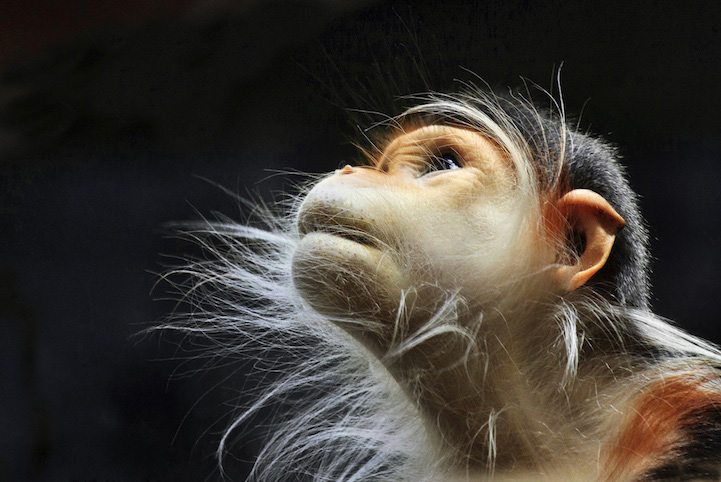 Photos : la beauté de la tranquillité chez les singes (10)