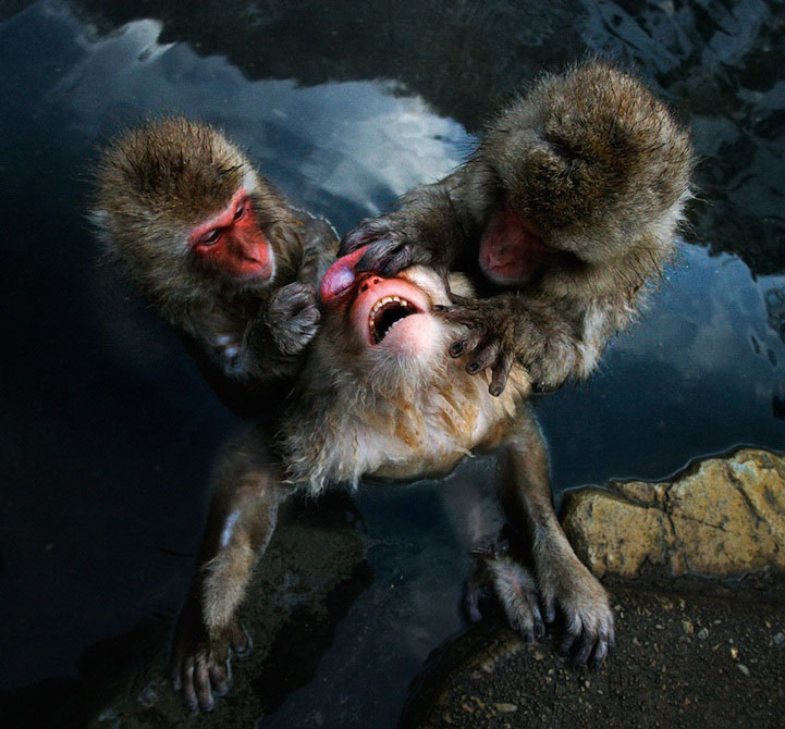 Photos : la beauté de la tranquillité chez les singes (3)