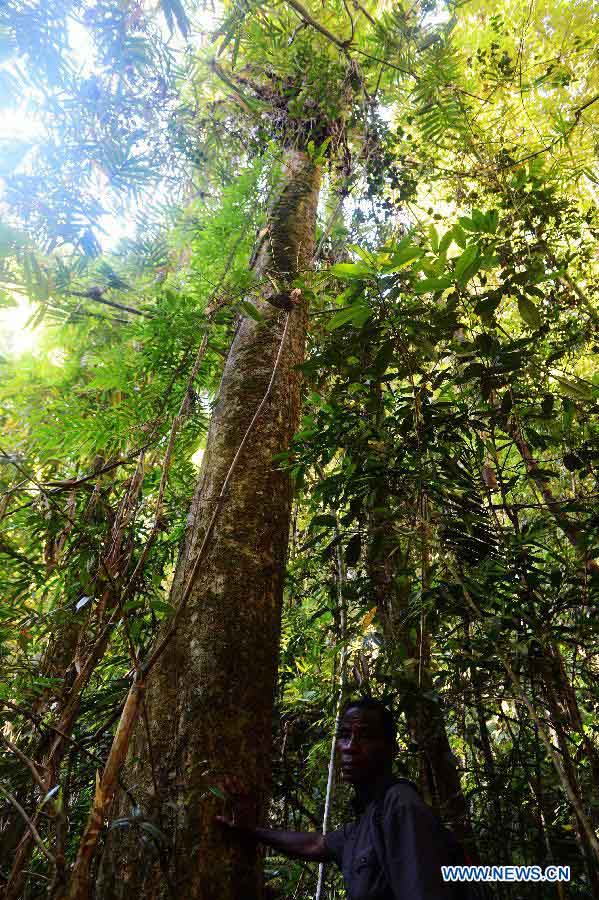 EN IMAGES: Découvrez la beauté des forêts humides de l'Atsinanana à Madagascar (12)