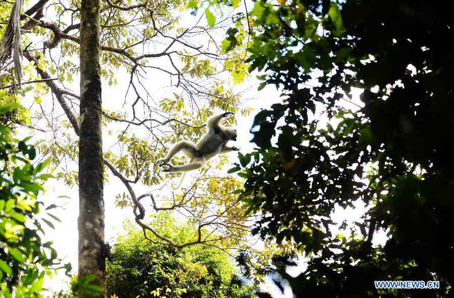 EN IMAGES: Découvrez la beauté des forêts humides de l'Atsinanana à Madagascar (15)