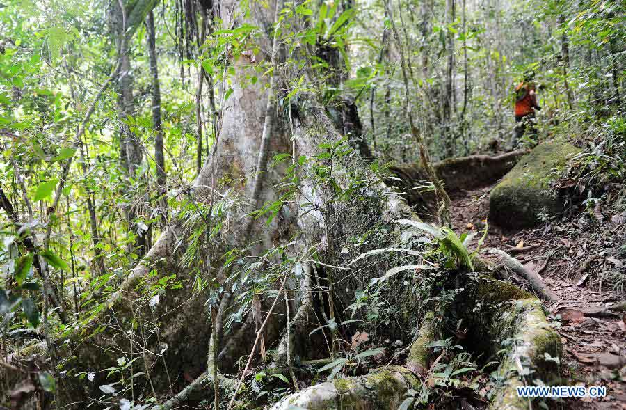 EN IMAGES: Découvrez la beauté des forêts humides de l'Atsinanana à Madagascar