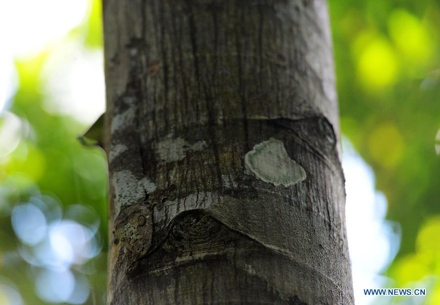 EN IMAGES: Découvrez la beauté des forêts humides de l'Atsinanana à Madagascar (14)