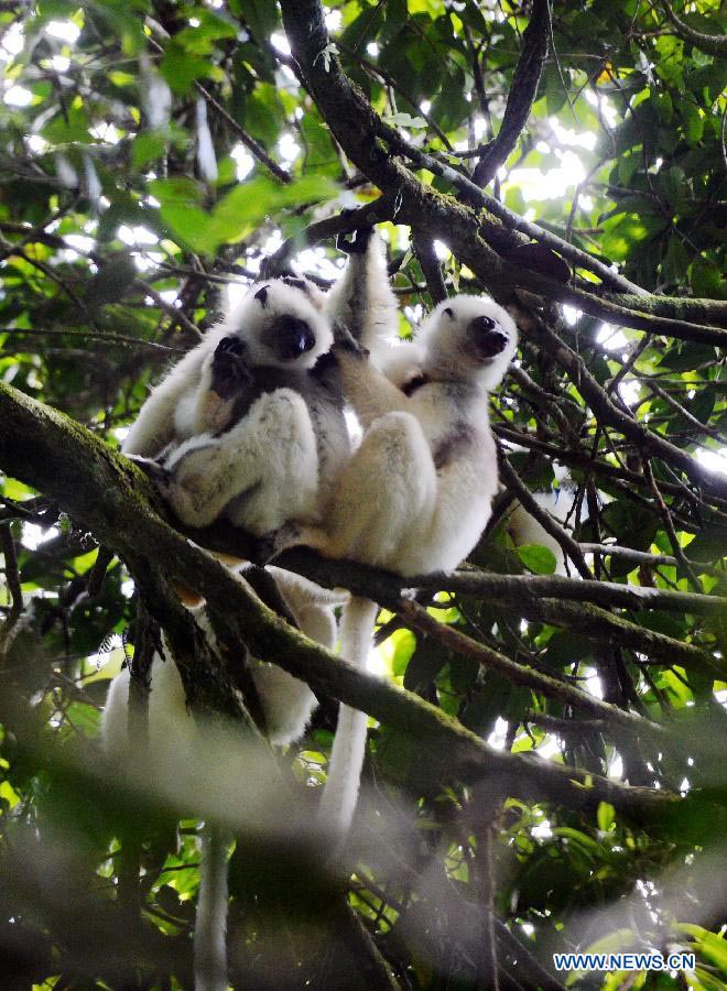 EN IMAGES: Découvrez la beauté des forêts humides de l'Atsinanana à Madagascar (7)