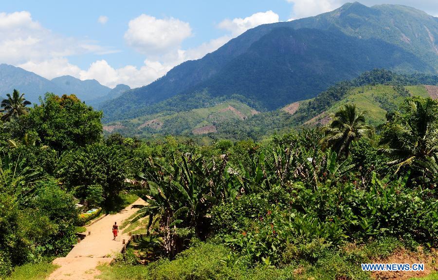 EN IMAGES: Découvrez la beauté des forêts humides de l'Atsinanana à Madagascar (12)