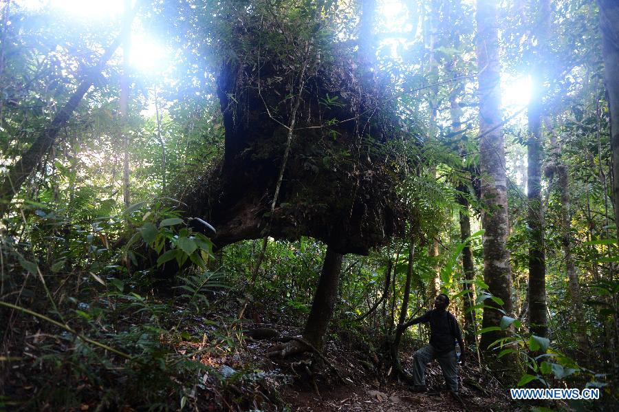 EN IMAGES: Découvrez la beauté des forêts humides de l'Atsinanana à Madagascar (7)