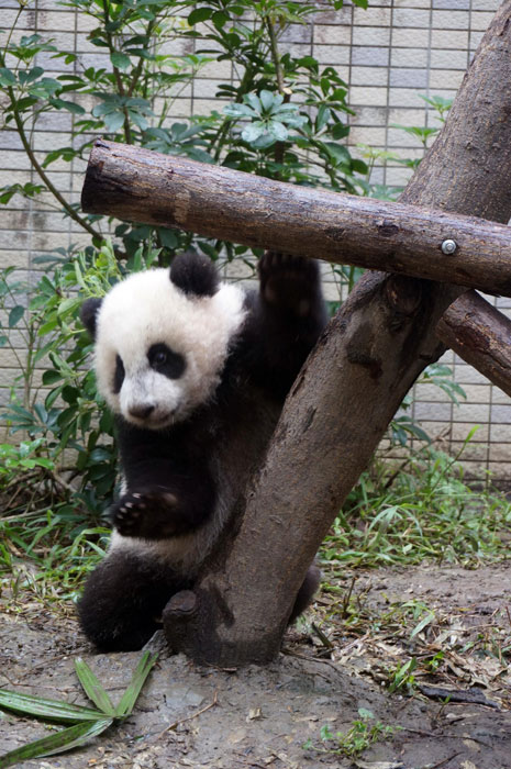 Yuan Zai joue au zoo de Taipei, le 15 décembre 2013. Elle pèse maintenant 12,26 kg.