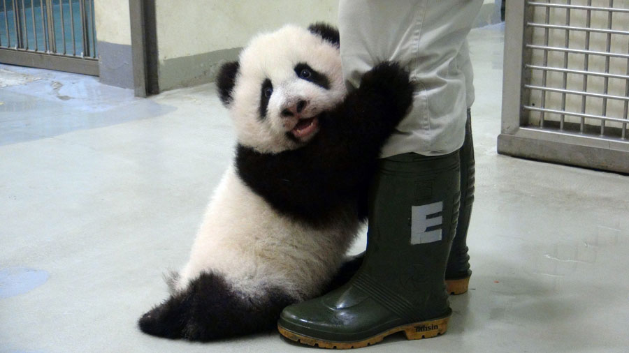 Yuan Zai s'agrippe à un gardien du zoo de Taipei, le 31 octobre 2013. Son poids est de près de huit kilogrammes.