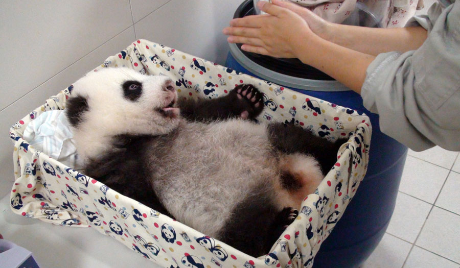 Yuan Zai subit un test d'audition au zoo de Taipei, le 18 septembre 2013. 