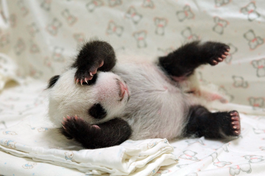 Yuan Zai est à l'âge de 6 jours, le 11 juillet, au zoo de Taipei. Le petit panda femelle est le premier bébé des pandas géants Tuan Tuan et Yuan Yuan, qui ont été offerts comme cadeaux de bonne volonté à Taiwan par la partie continentale de Chine en 2008. L'animal n'est pas encore apparu en public et devrait faire ses débuts en janvier 2014. 