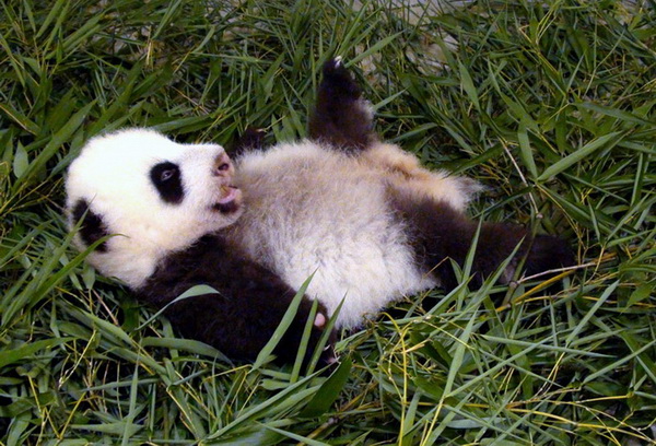 Yuan Zai s'essaie à la roulade le 18 septembre, au zoo de Taipei.