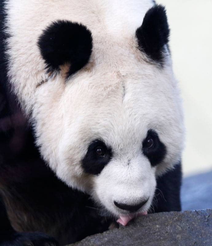 Le panda géant,Tian Tian lèche le miel se trouvant sur une roche dans son enclos, au zoo d'Edimbourg (Ecosse), le 16 décembre 2013. [Photo/agences]