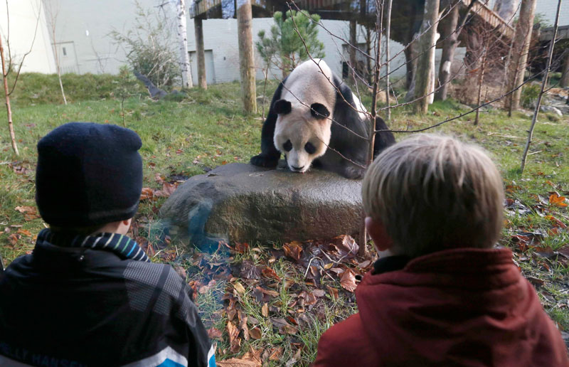 Deux enfants devant l'enceinte du panda géant, Yang Guang, au zoo d'Edimbourg (Ecosse), le 16 décembre 2013. [Photo/agences]