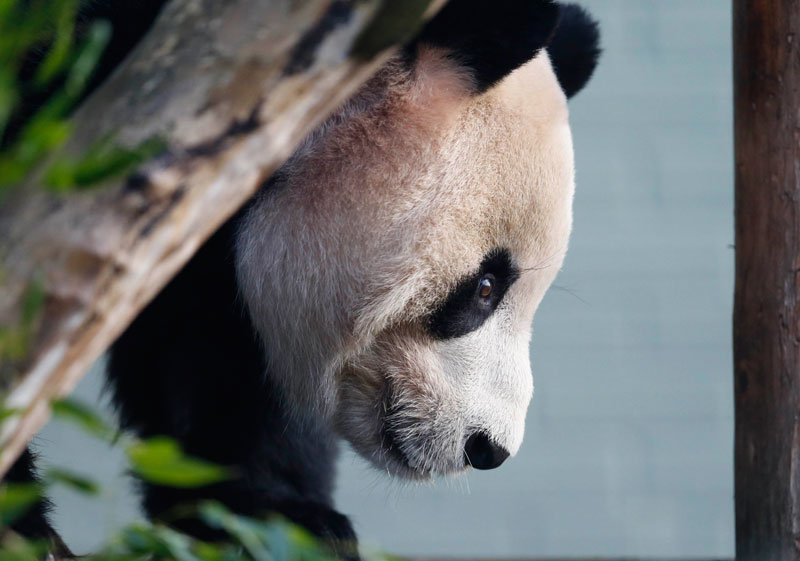 Yang Guang, un des pandas géants du zoo d'Edimbourg (Ecosse) dans son enclos, le 16 décembre 2013. [Photo/agences]