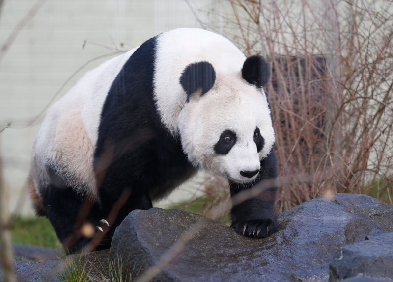 L'un des deux pandas géants du zoo d'Edimbourg, Tian Tian, dans son enclos, à Edimbourg (Ecosse), le 16 décembre 2013. Les deux pandas géants, Yang Guang et Tian Tian, sont arrivés au zoo il ya deux ans et devraient attirer leur millionième visiteur au cours de la période de Noël. [photo/agences]