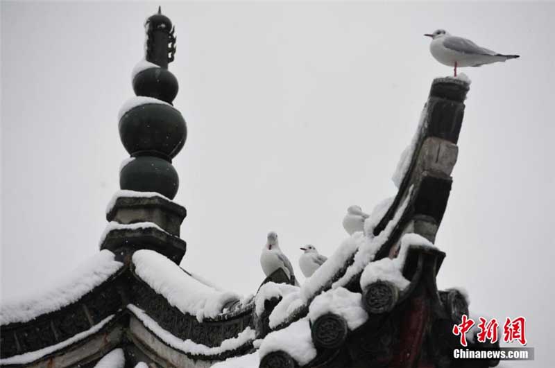 Kunming : rares chutes de neige sur la « ville du printemps éternel » (3)