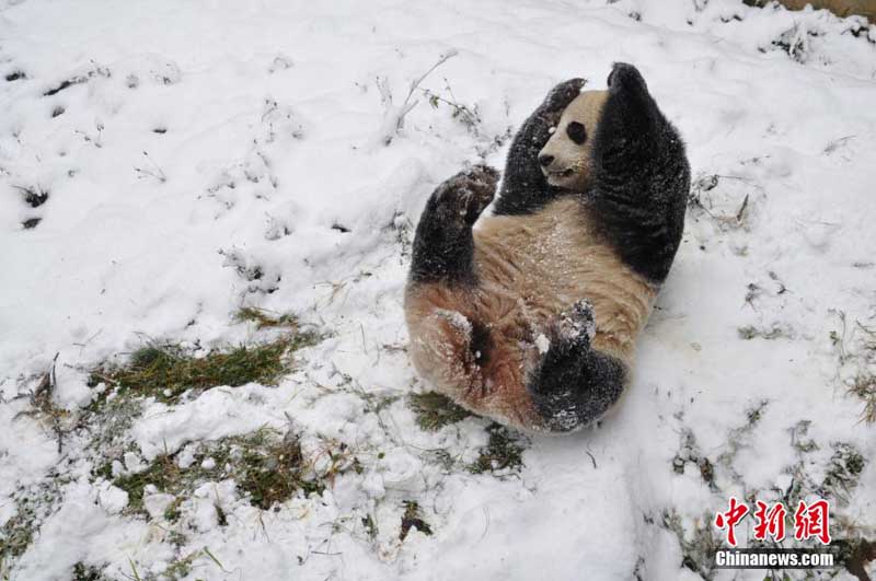 Kunming : rares chutes de neige sur la « ville du printemps éternel » (2)