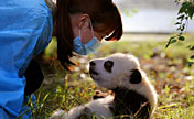 Pandas géants : la naissance de l'espoir
