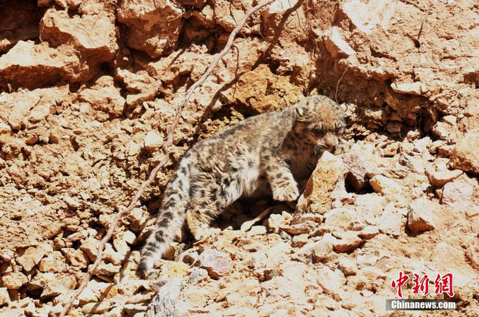 Photos - léopards des neiges sauvages vus dans la province du Qinghai (5)