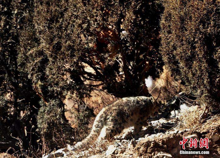 Photos - léopards des neiges sauvages vus dans la province du Qinghai (6)