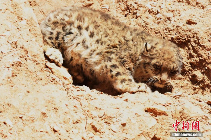 Photos - léopards des neiges sauvages vus dans la province du Qinghai (8)