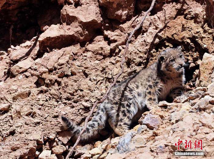 Photos - léopards des neiges sauvages vus dans la province du Qinghai