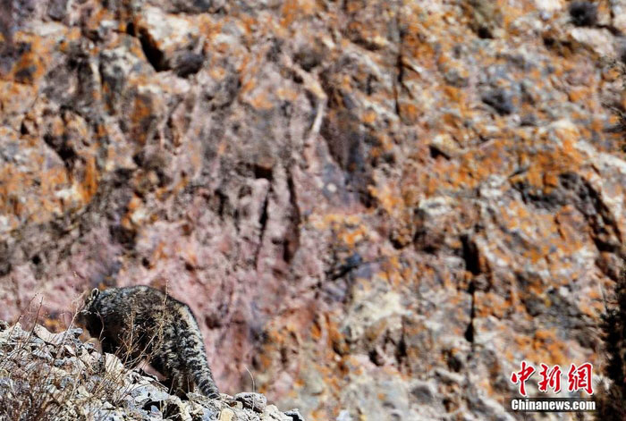 Photos - léopards des neiges sauvages vus dans la province du Qinghai (3)