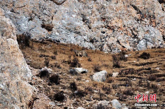 Photos - léopards des neiges sauvages vus dans la province du Qinghai (2)