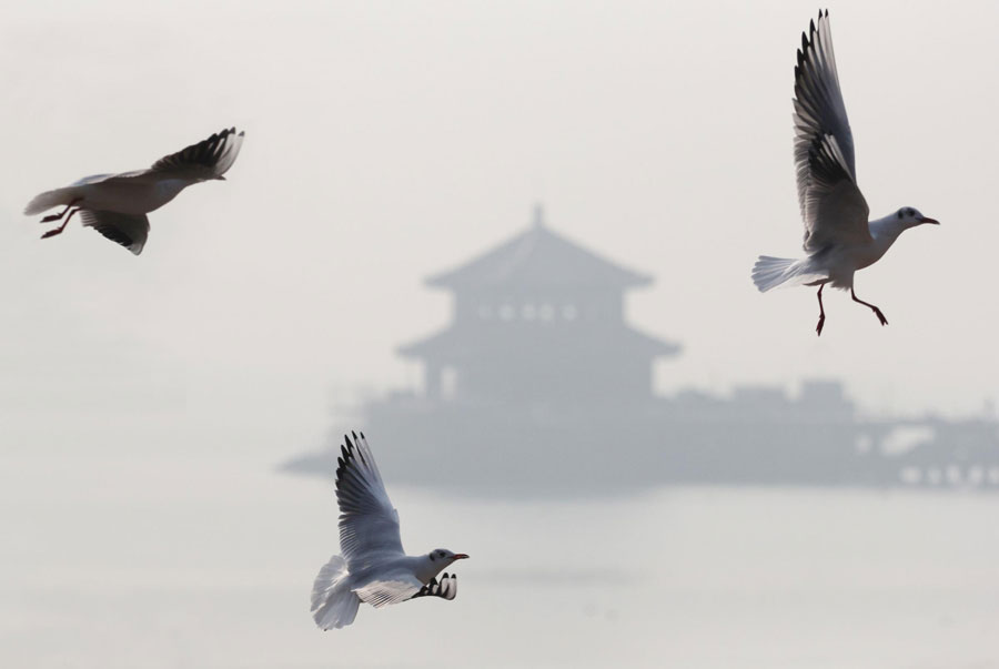 Des mouettes volent au milieu d'un smog épais à Qingdao, dans la Province du Shandong, dans l'Est de la Chine, le 23 décembre 2013. [Photo Wang Haibin / Asianewsphoto]