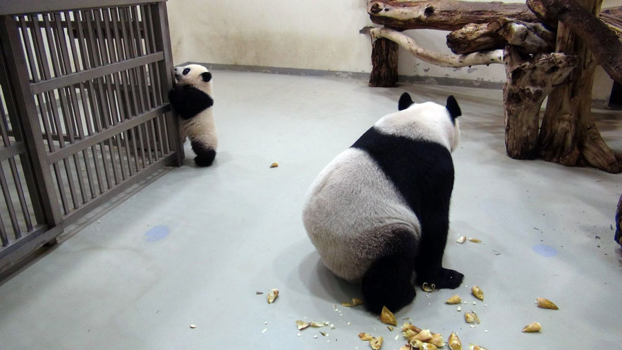 Le bébé panda Yuan Zai rencontrera le public en janvier prochain  (4)