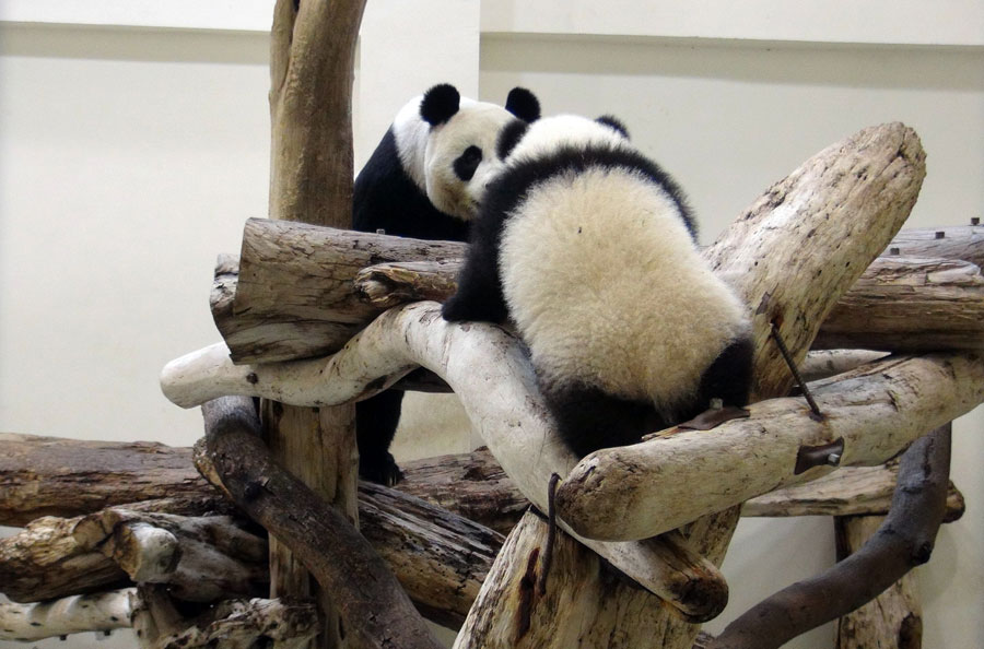 Le bébé panda Yuan Zai rencontrera le public en janvier prochain  (3)