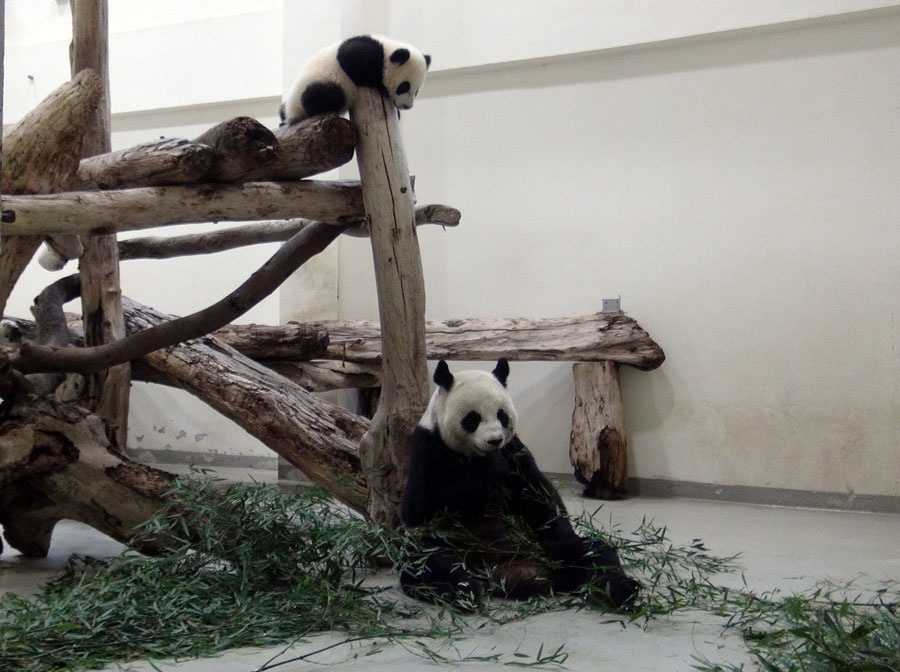 Le bébé panda Yuan Zai rencontrera le public en janvier prochain  (2)