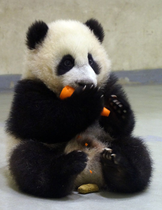 Le bébé panda Yuan Zai rencontrera le public en janvier prochain 
