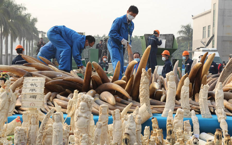 La Chine détruit 6,1 tonnes d'ivoire illégal (5)