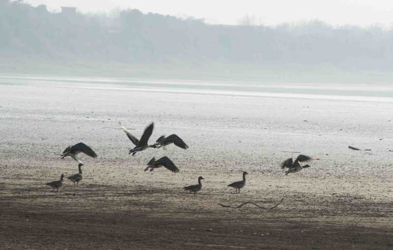 Des oiseaux vivent et jouent dans la réserve naturelle du Lac Shengjin dans le Comté de Dongzhi, dans la province de l'Anhui, en Chine de l'Est, le 4 janvier 2014.