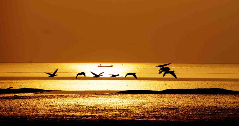 Une nuée d'oiseaux dans le ciel clair et froid au crépuscule au-dessus du Lac Shengjin, dans le Comté de Dongzhi, dans la province de l'Anhui, en Chine de l'Est, le 4 janvier 2014.