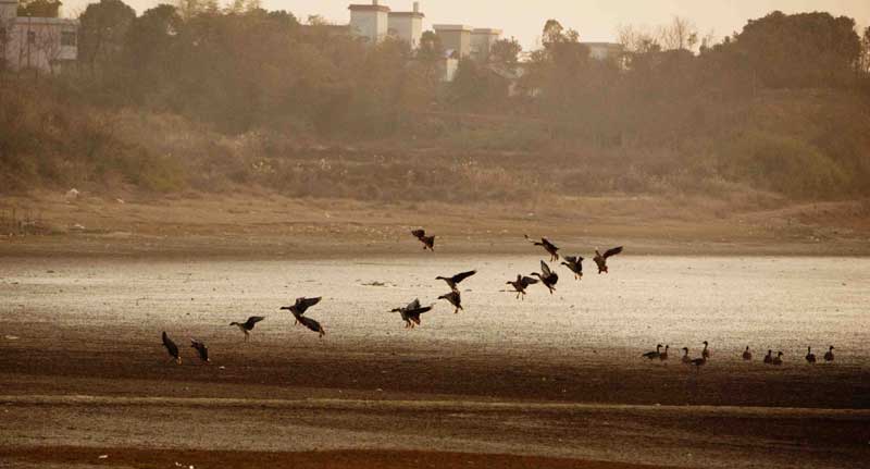 Des oiseaux migrent le Lac Shengjin, dans le Comté de Dongzhi, dans la province de l'Anhui, en Chine de l'Est, le 4 janvier 2014, un habitat idéal qui attire plus de 140 espèces différentes d'oiseaux des zones humides en hiver. Le Lac Shenglin est une zone de terres humides et une réserve naturelle nationale importante et est également connu comme le « Lac des Grues de Chine ».