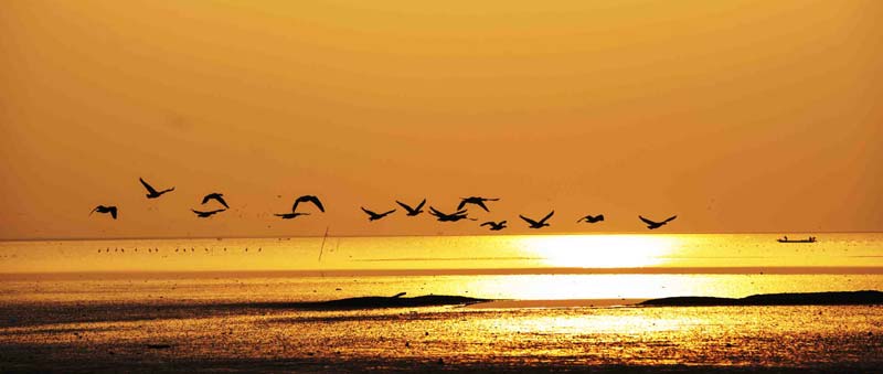 Des oiseaux des zones humides volent vers le Lac Shengjin, dans le Comté de Dongzhi, dans la province de l'Anhui, en Chine de l'Est, le 4 janvier 2014. 