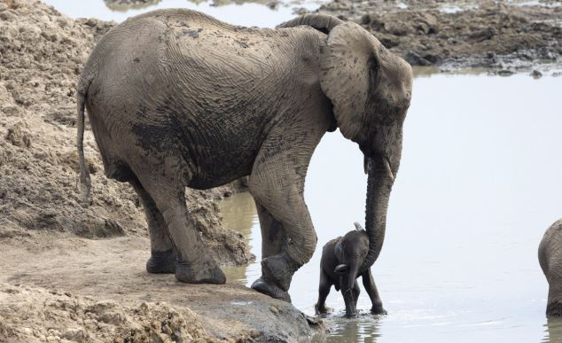 Un bébé éléphant sauvé par sa mère d'un lac (2)