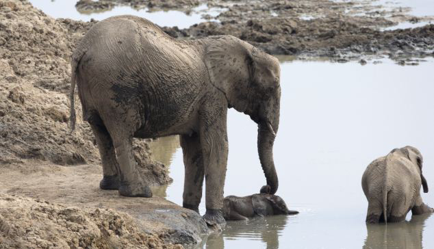 Un bébé éléphant sauvé par sa mère d'un lac (3)