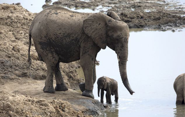 Un bébé éléphant sauvé par sa mère d'un lac