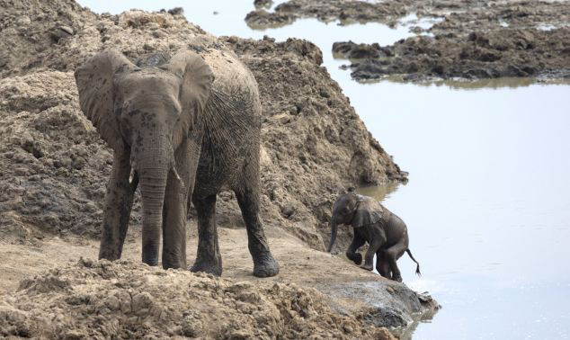 Un bébé éléphant sauvé par sa mère d'un lac (4)
